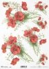 mak, maki, makowe, kwiat, łąka, ogród, lato, R955, poppy, flower, meadow, garden, summer, Mohn, Mohnblume, Blume, Wiese, Garten, Sommer, amapola, flor, prado, jardín, verano